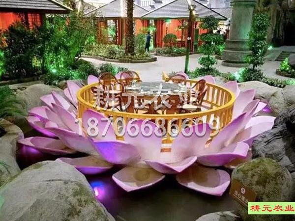 鱼菜共生的优点你了解吗？