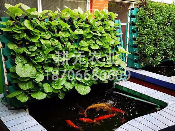 鱼菜共生设备为什么不能追求低价格？