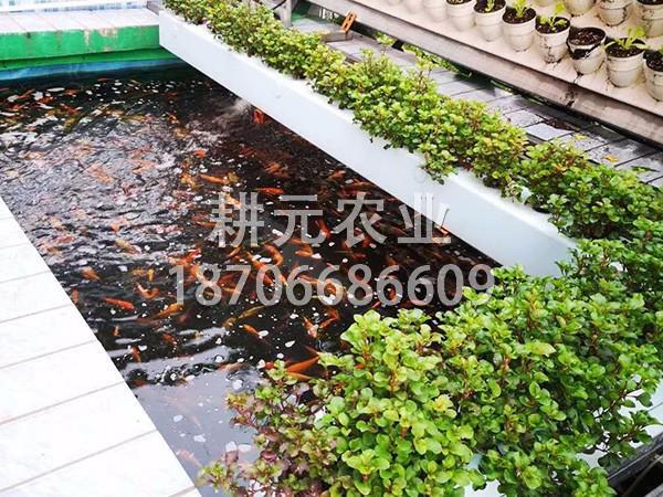 关于鱼菜共生的知识你知道哪些